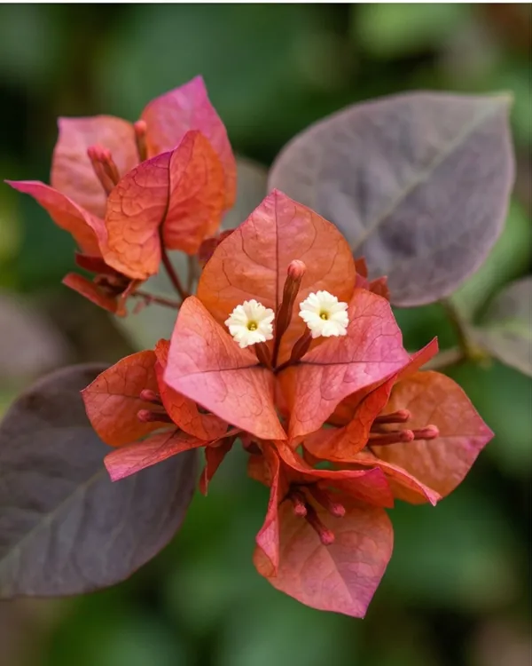 Black_Chitra_Bougainvillea_Plant_|_Grafted_Rare_Dark_Shade_Bloom_Variety_|_Deep_Magenta_Purple_Flowers_|_Heavy_Flowering_|_Healthy_Live_Plant_Guaranteed