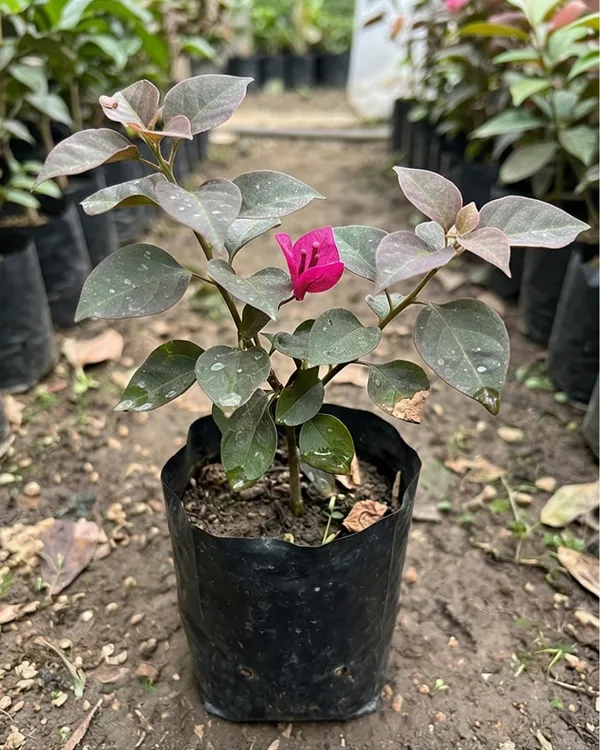 Black_Maria_Bougainvillea_Plant_|_Grafted_Rare_Dark_Bloom_Variety_|_Deep_Wine_Purple_Flowers_|_Heavy_Flowering_|_Healthy_Live_Plant_Guaranteed