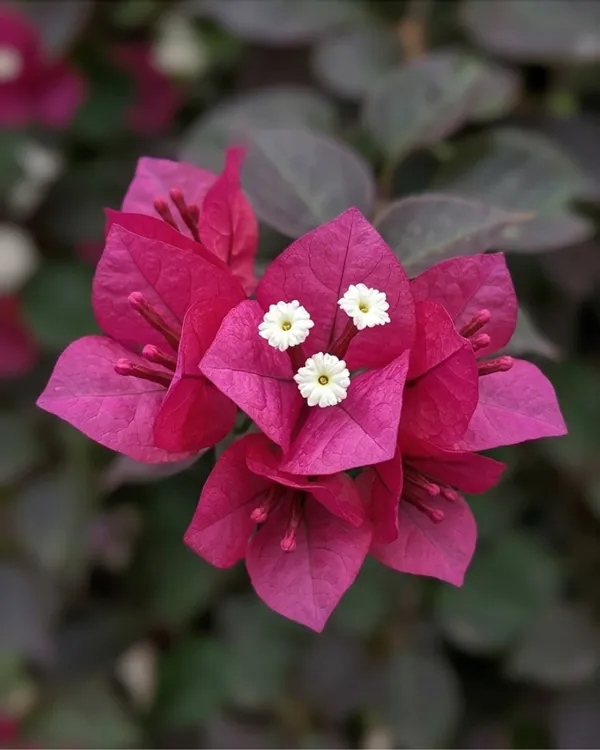Black_Maria_Bougainvillea_Plant_|_Grafted_Rare_Dark_Bloom_Variety_|_Deep_Wine_Purple_Flowers_|_Heavy_Flowering_|_Healthy_Live_Plant_Guaranteed