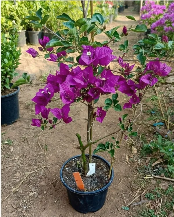 Black_Rose_Bougainvillea_Plant_|_Grafted_Rare_Dark_Bloom_Variety_|_Deep_Red_Blackish_Flowers_|_Heavy_Flowering_|_Healthy_Live_Plant_Guaranteed