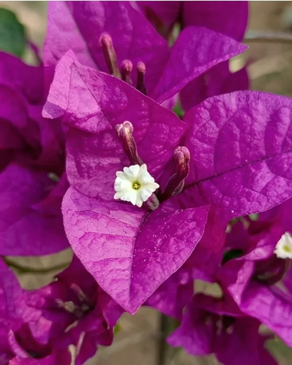 Black_Rose_Bougainvillea_Plant_|_Grafted_Rare_Dark_Bloom_Variety_|_Deep_Red_Blackish_Flowers_|_Heavy_Flowering_|_Healthy_Live_Plant_Guaranteed
