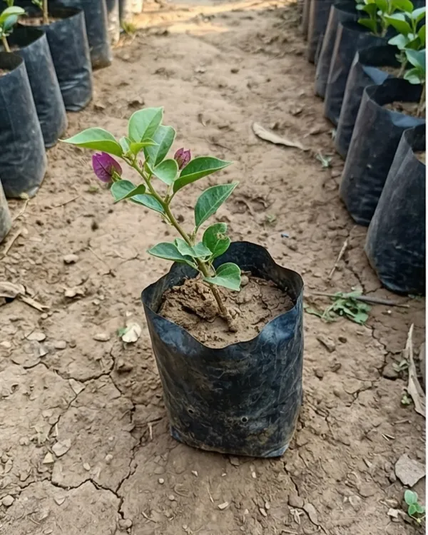 Black_Rose_Bougainvillea_Plant_|_Grafted_Rare_Dark_Bloom_Variety_|_Deep_Red_Blackish_Flowers_|_Heavy_Flowering_|_Healthy_Live_Plant_Guaranteed