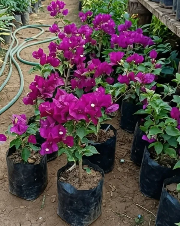 Black_Rose_Bougainvillea_Plant_|_Grafted_Rare_Dark_Bloom_Variety_|_Deep_Red_Blackish_Flowers_|_Heavy_Flowering_|_Healthy_Live_Plant_Guaranteed