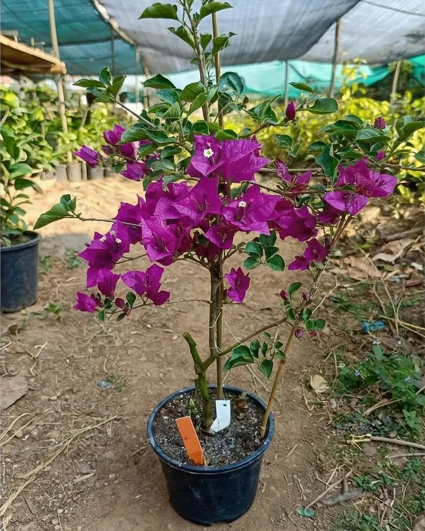 Black_Rose_Bougainvillea_Plant_|_Grafted_Rare_Dark_Bloom_Variety_|_Deep_Red_Blackish_Flowers_|_Heavy_Flowering_|_Healthy_Live_Plant_Guaranteed