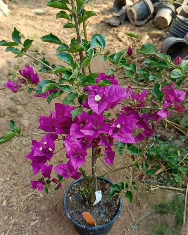 Black_Rose_Bougainvillea_Plant_|_Grafted_Rare_Dark_Bloom_Variety_|_Deep_Red_Blackish_Flowers_|_Heavy_Flowering_|_Healthy_Live_Plant_Guaranteed