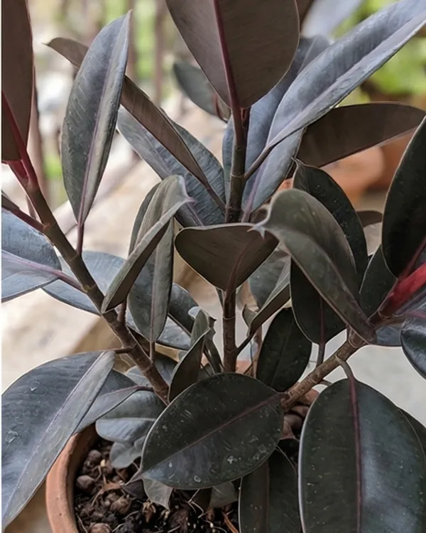 Black_Rubber_Plant_|_Grafted_Ficus_Elastica_Black_|_Air_Purifying_Indoor_Plant_|_Healthy_Live_Plant_Guaranteed