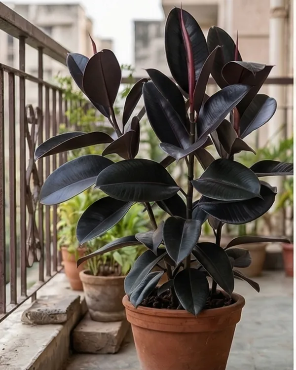 Black_Rubber_Plant_|_Grafted_Ficus_Elastica_Black_|_Air_Purifying_Indoor_Plant_|_Healthy_Live_Plant_Guaranteed
