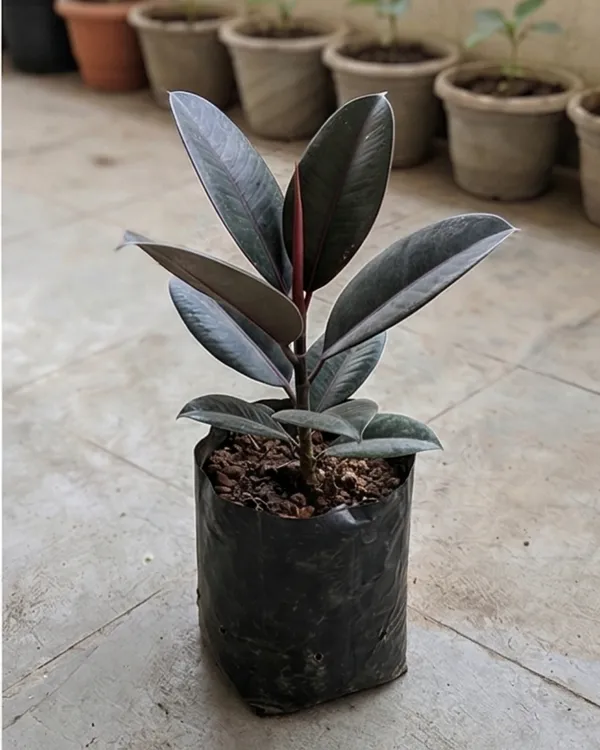 Black_Rubber_Plant_|_Grafted_Ficus_Elastica_Black_|_Air_Purifying_Indoor_Plant_|_Healthy_Live_Plant_Guaranteed