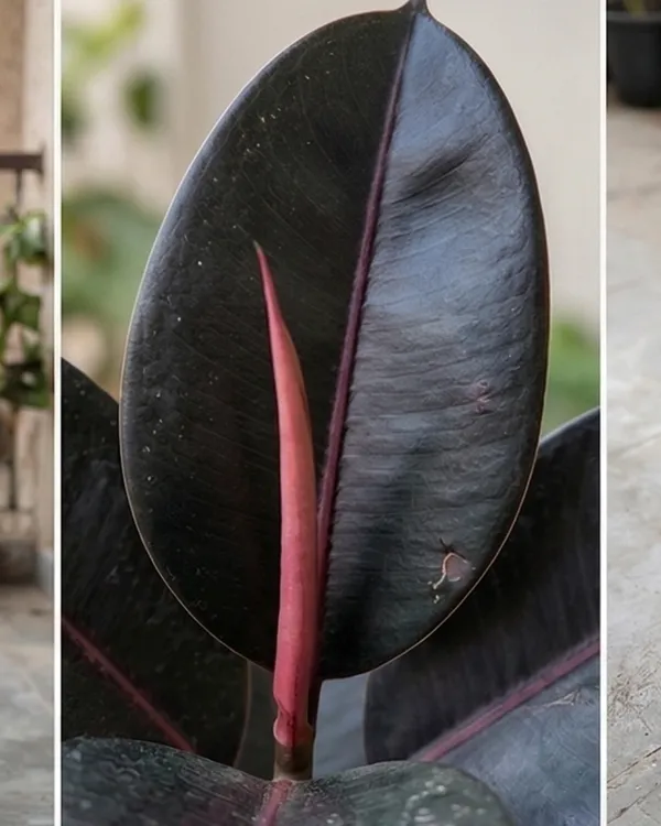 Black_Rubber_Plant_|_Grafted_Ficus_Elastica_Black_|_Air_Purifying_Indoor_Plant_|_Healthy_Live_Plant_Guaranteed