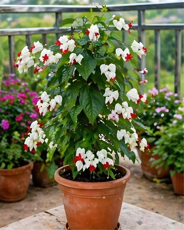 Bleeding_Heart_Vine_Plant_|_Grafted_Clerodendrum_Vine_|_White_Red_Flower_Plant_|_Healthy_Live_Plant_Guaranteed