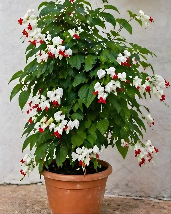 Bleeding_Heart_Vine_Plant_|_Grafted_Clerodendrum_Vine_|_White_Red_Flower_Plant_|_Healthy_Live_Plant_Guaranteed