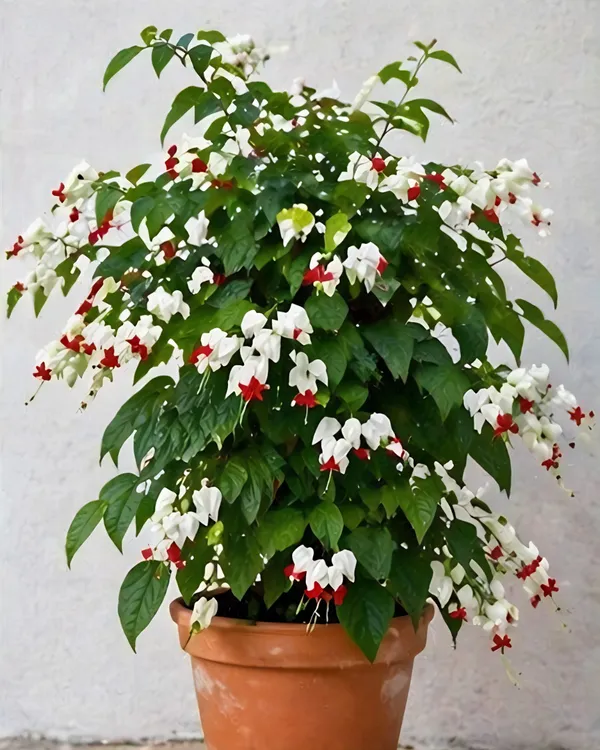 Bleeding_Heart_Vine_Plant_|_Grafted_Clerodendrum_Vine_|_White_Red_Flower_Plant_|_Healthy_Live_Plant_Guaranteed