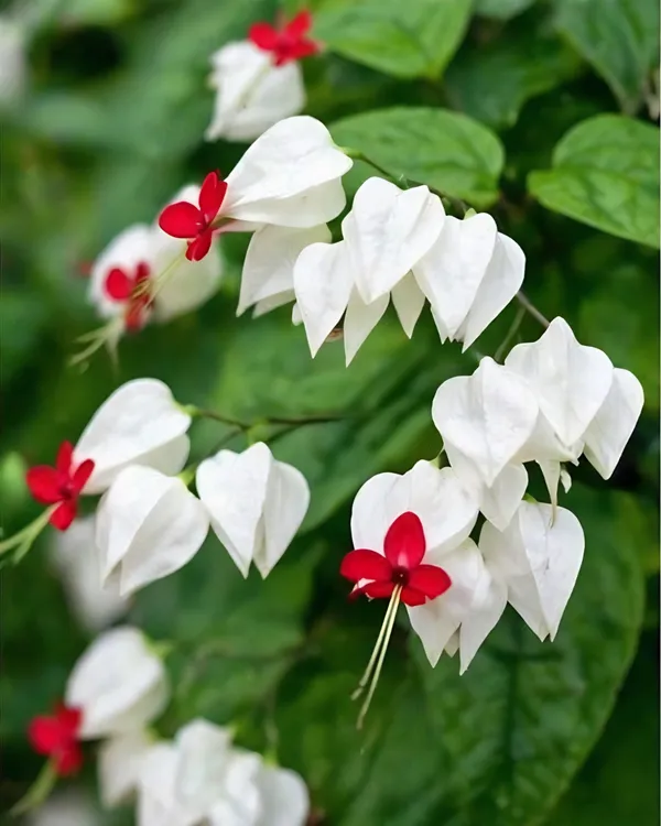 Bleeding_Heart_Vine_Plant_|_Grafted_Clerodendrum_Vine_|_White_Red_Flower_Plant_|_Healthy_Live_Plant_Guaranteed