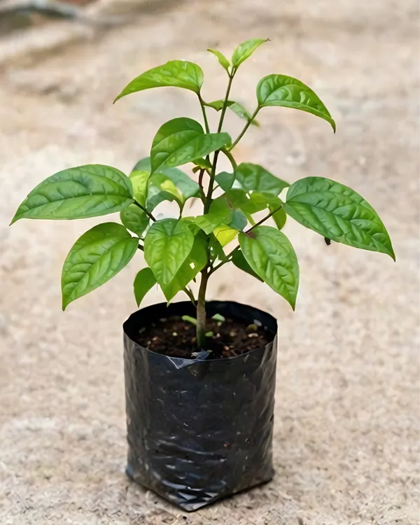 Bleeding_Heart_Vine_Plant_|_Grafted_Clerodendrum_Vine_|_White_Red_Flower_Plant_|_Healthy_Live_Plant_Guaranteed