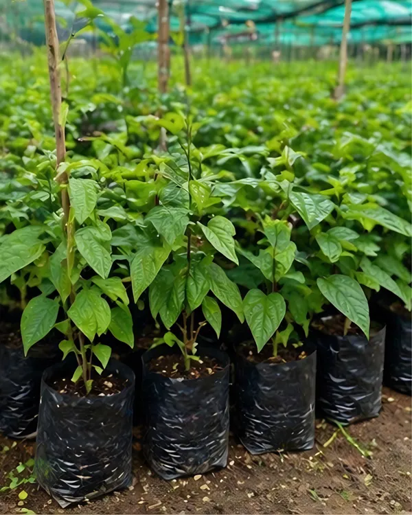 Bleeding_Heart_Vine_Plant_|_Grafted_Clerodendrum_Vine_|_White_Red_Flower_Plant_|_Healthy_Live_Plant_Guaranteed