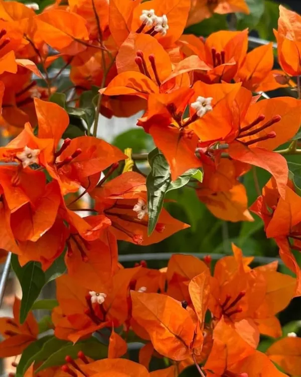 Thima_Orange_Bougainvillea_Plant_|_Grafted_Hybrid_High_Bloom_Variety_|_Bright_Orange_Flowers_|_Ideal_for_Outdoor_&_Terrace_Gardens_|_Healthy_Live_Plant_Guaranteed.