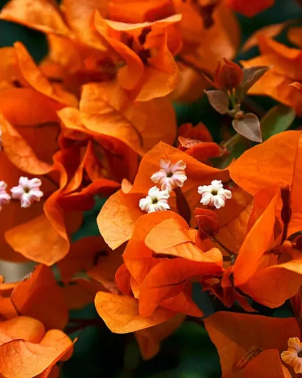 Thima_Orange_Bougainvillea_Plant_|_Grafted_Hybrid_High_Bloom_Variety_|_Bright_Orange_Flowers_|_Ideal_for_Outdoor_&_Terrace_Gardens_|_Healthy_Live_Plant_Guaranteed.