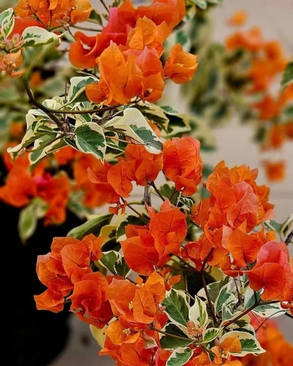 Thima_Orange_Bougainvillea_Plant_|_Grafted_Hybrid_High_Bloom_Variety_|_Bright_Orange_Flowers_|_Ideal_for_Outdoor_&_Terrace_Gardens_|_Healthy_Live_Plant_Guaranteed.