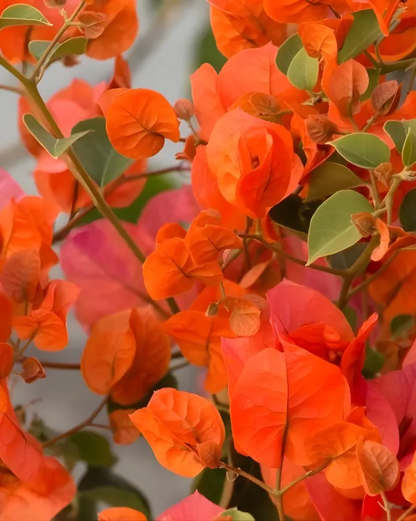Thima_Orange_Bougainvillea_Plant_|_Grafted_Hybrid_High_Bloom_Variety_|_Bright_Orange_Flowers_|_Ideal_for_Outdoor_&_Terrace_Gardens_|_Healthy_Live_Plant_Guaranteed.