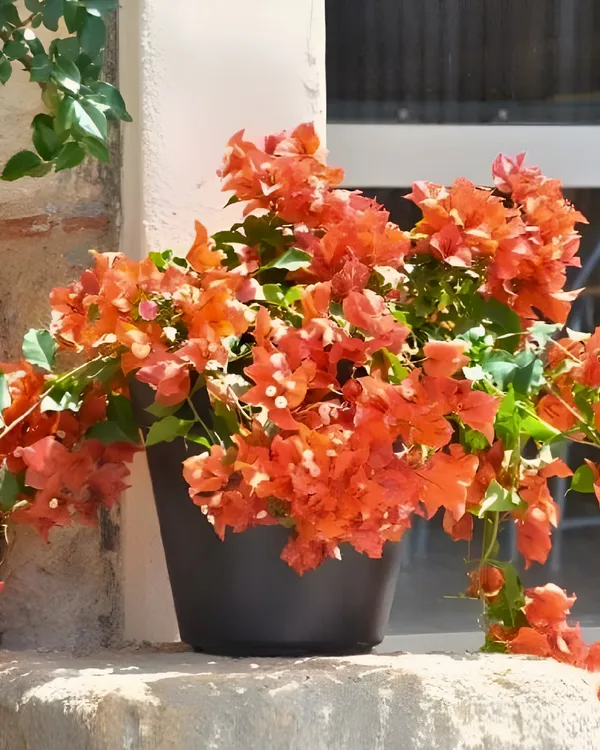 Thima_Orange_Bougainvillea_Plant_|_Grafted_Hybrid_High_Bloom_Variety_|_Bright_Orange_Flowers_|_Ideal_for_Outdoor_&_Terrace_Gardens_|_Healthy_Live_Plant_Guaranteed.