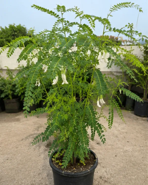 White_Heron_Medicinal_Flower_Plant_(Bokful)_|_Grafted_Rare_White_Flowering_Plant_|_Healthy_Live_Plant_Guaranteed