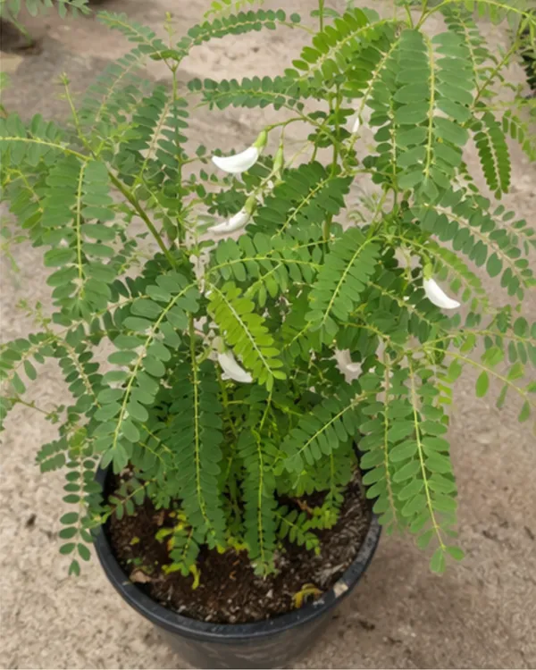 White_Heron_Medicinal_Flower_Plant_(Bokful)_|_Grafted_Rare_White_Flowering_Plant_|_Healthy_Live_Plant_Guaranteed