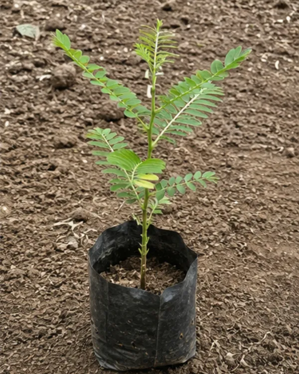White_Heron_Medicinal_Flower_Plant_(Bokful)_|_Grafted_Rare_White_Flowering_Plant_|_Healthy_Live_Plant_Guaranteed