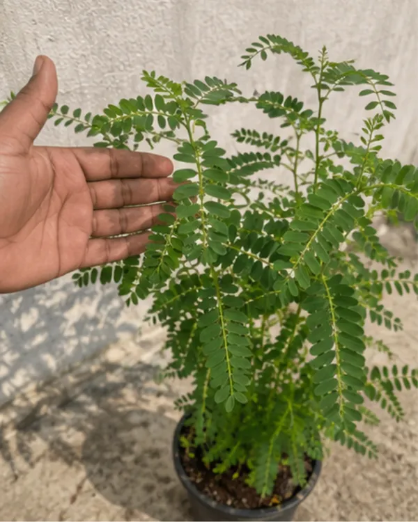 White_Heron_Medicinal_Flower_Plant_(Bokful)_|_Grafted_Rare_White_Flowering_Plant_|_Healthy_Live_Plant_Guaranteed