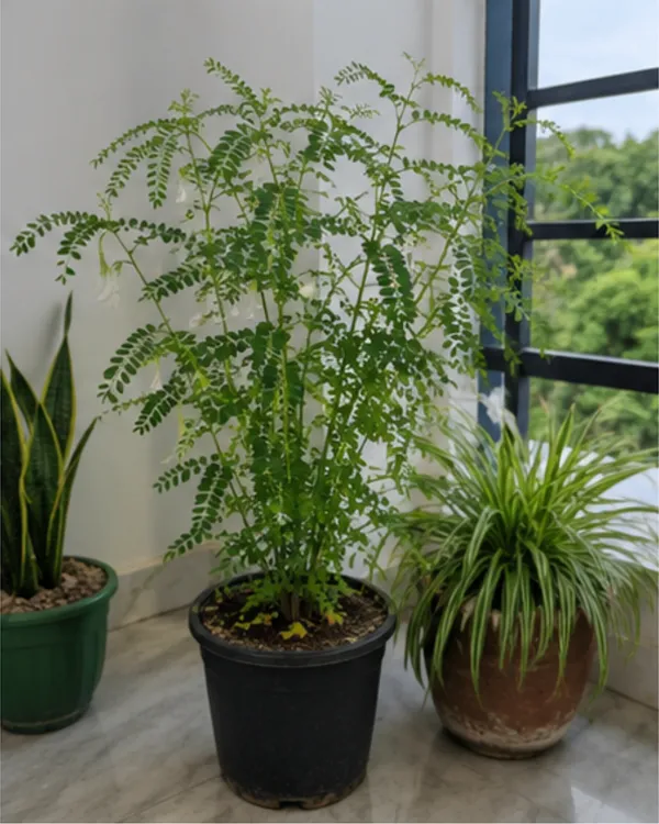 White_Heron_Medicinal_Flower_Plant_(Bokful)_|_Grafted_Rare_White_Flowering_Plant_|_Healthy_Live_Plant_Guaranteed