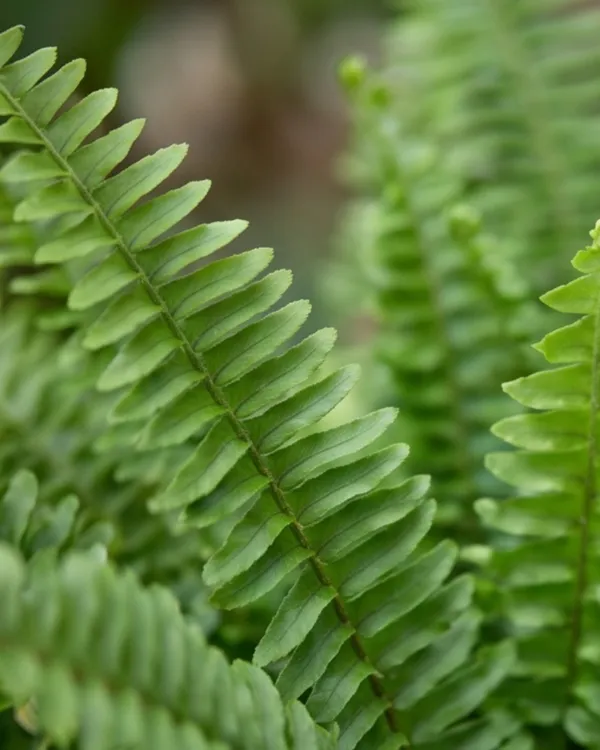 Boston_Fern_Plant_|_Grafted_Fern_Indoor_Plant_|_Air_Purifying_|_Decorative_Plant_|_Healthy_Live_Plant_Guaranteed