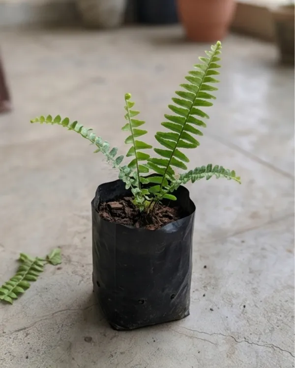 Boston_Fern_Plant_|_Grafted_Fern_Indoor_Plant_|_Air_Purifying_|_Decorative_Plant_|_Healthy_Live_Plant_Guaranteed