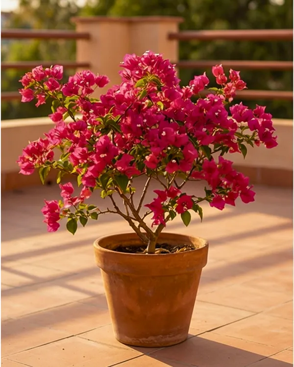 Brezza_Magenta_Bougainvillea_Plant_|_Grafted_Exotic_Premium_Bloom_Variety_|_Magenta_Flowers_|_Heavy_Year-Round_Flowering_|_Healthy_Live_Plant_Guaranteed