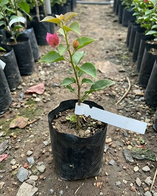 Brezza_Magenta_Bougainvillea_Plant_|_Grafted_Exotic_Premium_Bloom_Variety_|_Magenta_Flowers_|_Heavy_Year-Round_Flowering_|_Healthy_Live_Plant_Guaranteed