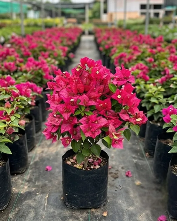 Brezza_Magenta_Bougainvillea_Plant_|_Grafted_Exotic_Premium_Bloom_Variety_|_Magenta_Flowers_|_Heavy_Year-Round_Flowering_|_Healthy_Live_Plant_Guaranteed
