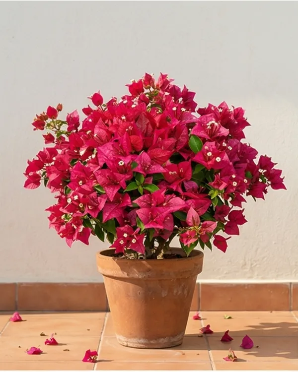 Brezza_Magenta_Bougainvillea_Plant_|_Grafted_Exotic_Premium_Bloom_Variety_|_Magenta_Flowers_|_Heavy_Year-Round_Flowering_|_Healthy_Live_Plant_Guaranteed