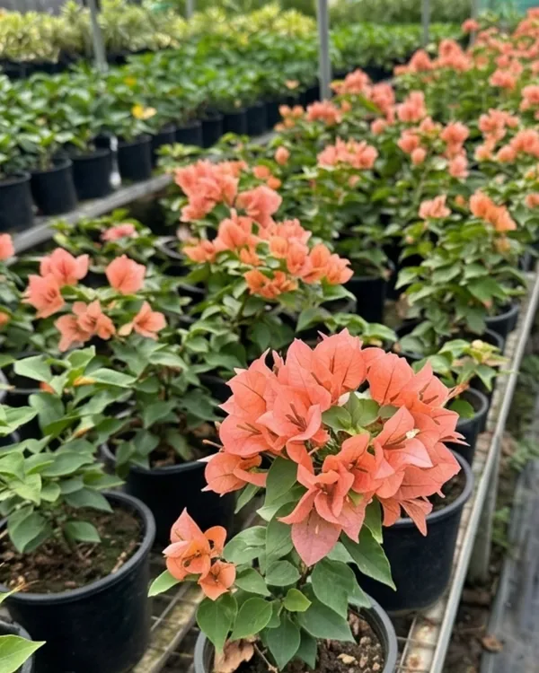 Brezza_Peach_Bougainvillea_Plant_|_Grafted_Soft_Pastel_Bloom_Variety_|_Peach_Flowers_|_Heavy_Year-Round_Flowering_|_Healthy_Live_Plant_Guaranteed