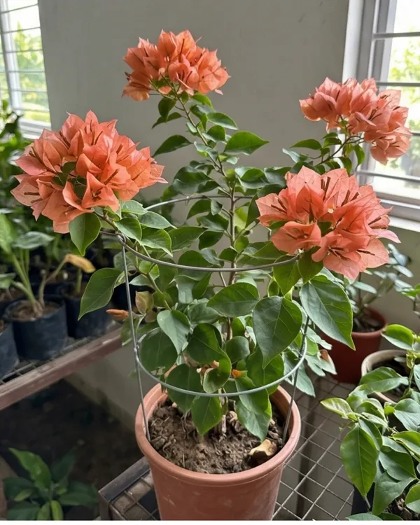Brezza_Peach_Bougainvillea_Plant_|_Grafted_Soft_Pastel_Bloom_Variety_|_Peach_Flowers_|_Heavy_Year-Round_Flowering_|_Healthy_Live_Plant_Guaranteed