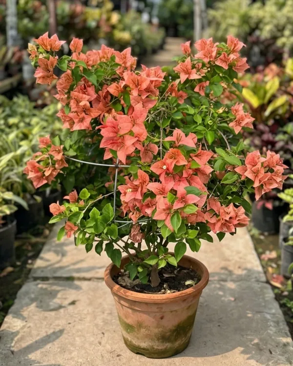 Brezza_Peach_Bougainvillea_Plant_|_Grafted_Soft_Pastel_Bloom_Variety_|_Peach_Flowers_|_Heavy_Year-Round_Flowering_|_Healthy_Live_Plant_Guaranteed