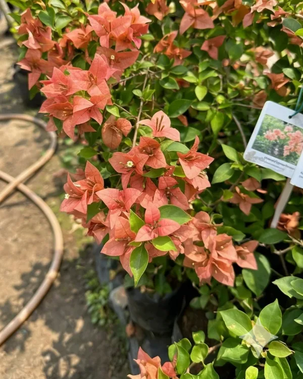 Brezza_Peach_Bougainvillea_Plant_|_Grafted_Soft_Pastel_Bloom_Variety_|_Peach_Flowers_|_Heavy_Year-Round_Flowering_|_Healthy_Live_Plant_Guaranteed