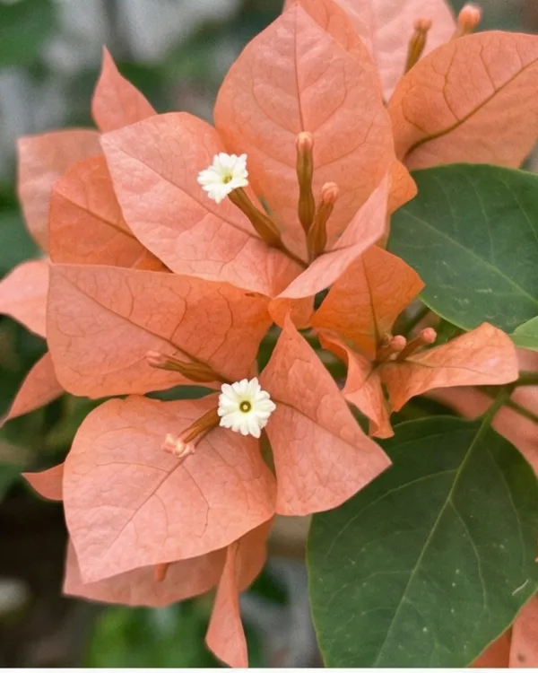 Brezza_Peach_Bougainvillea_Plant_|_Grafted_Soft_Pastel_Bloom_Variety_|_Peach_Flowers_|_Heavy_Year-Round_Flowering_|_Healthy_Live_Plant_Guaranteed