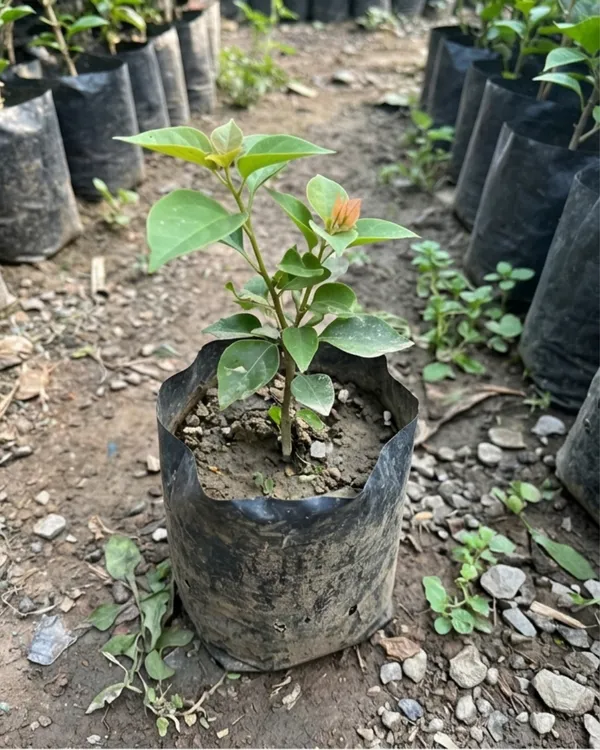 Brezza_Peach_Bougainvillea_Plant_|_Grafted_Soft_Pastel_Bloom_Variety_|_Peach_Flowers_|_Heavy_Year-Round_Flowering_|_Healthy_Live_Plant_Guaranteed