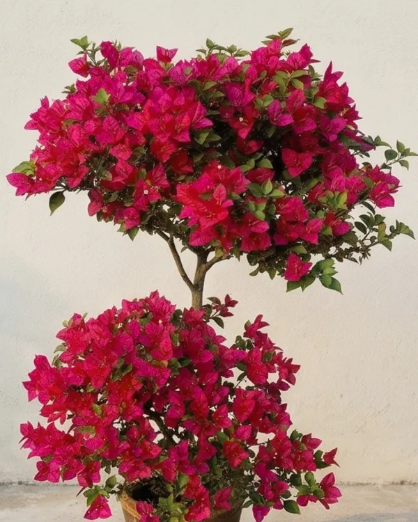 Brezza_Red_Bougainvillea_Plant_|_Grafted_Heavy_Year-Round_Flowering_|_Exotic_Bright_Bloom_Variety_|_Bright_Red_Flowers_|_Healthy_Live_Plant_Guaranteed