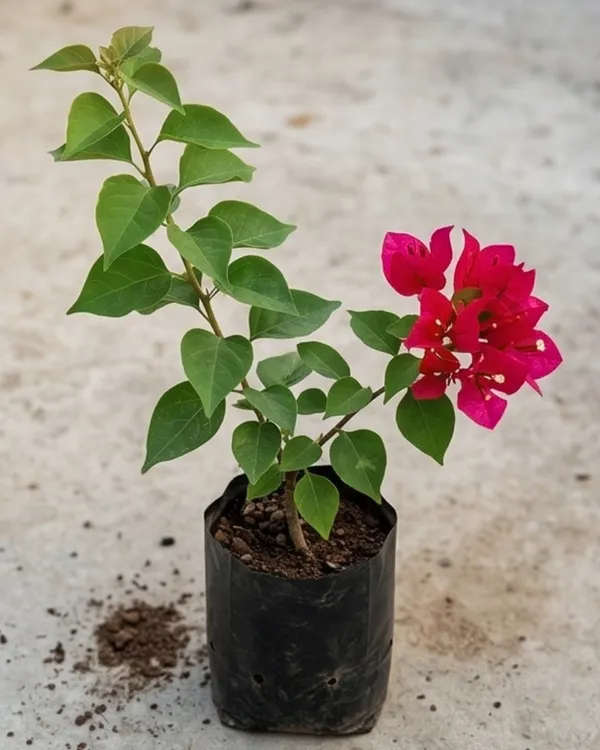 Brezza_Red_Bougainvillea_Plant_|_Grafted_Heavy_Year-Round_Flowering_|_Exotic_Bright_Bloom_Variety_|_Bright_Red_Flowers_|_Healthy_Live_Plant_Guaranteed