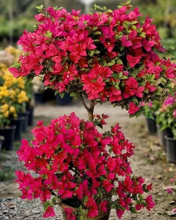 Brezza_Red_Bougainvillea_Plant_|_Grafted_Heavy_Year-Round_Flowering_|_Exotic_Bright_Bloom_Variety_|_Bright_Red_Flowers_|_Healthy_Live_Plant_Guaranteed