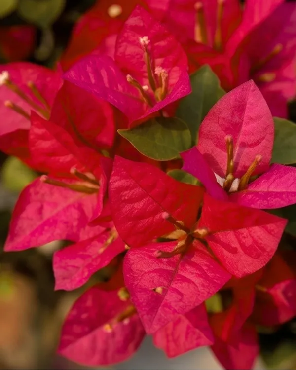 Brezza_Red_Bougainvillea_Plant_|_Grafted_Heavy_Year-Round_Flowering_|_Exotic_Bright_Bloom_Variety_|_Bright_Red_Flowers_|_Healthy_Live_Plant_Guaranteed