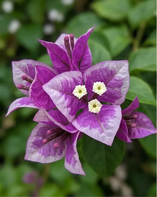 Buttercup_Bougainvillea_Plant_|_Grafted_Exotic_Bright_Bloom_Variety_|_Yellow_Flowers_|_Heavy_Flowering_|_Healthy_Live_Plant_Guaranteed