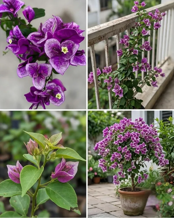 Buttercup_Bougainvillea_Plant_|_Grafted_Exotic_Bright_Bloom_Variety_|_Yellow_Flowers_|_Heavy_Flowering_|_Healthy_Live_Plant_Guaranteed