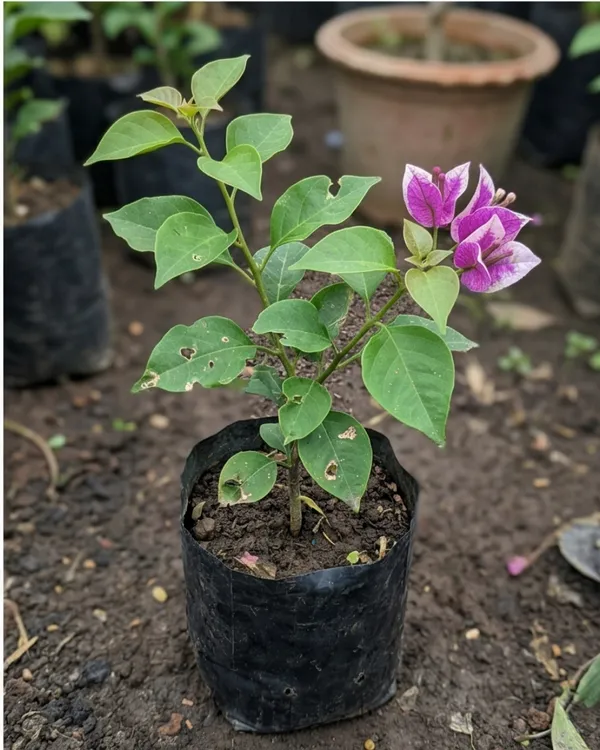 Buttercup_Bougainvillea_Plant_|_Grafted_Exotic_Bright_Bloom_Variety_|_Yellow_Flowers_|_Heavy_Flowering_|_Healthy_Live_Plant_Guaranteed