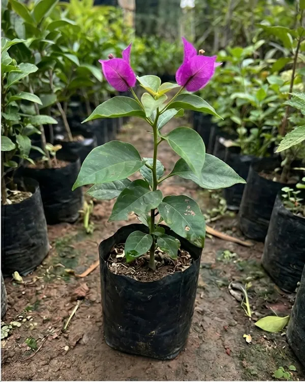 Butterfly_Purple_Bougainvillea_Plant_|_Grafted_Unique_Butterfly_Bract_Variety_|_Purple_Flowers_|_Heavy_Flowering_|_Healthy_Live_Plant_Guaranteed