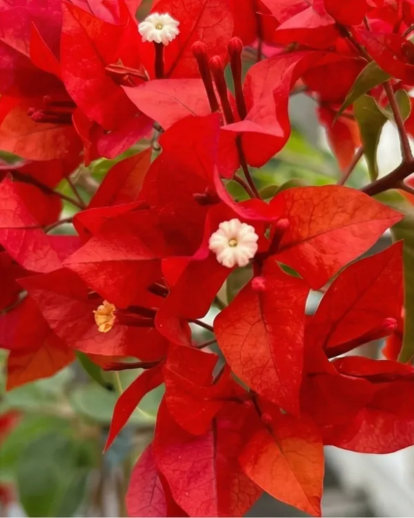 Butterfly_Red_Bougainvillea_Plant_|_Grafted_Unique_Butterfly_Bract_Variety_|_Bright_Red_Flowers_|_Heavy_Flowering_|_Healthy_Live_Plant_Guaranteed
